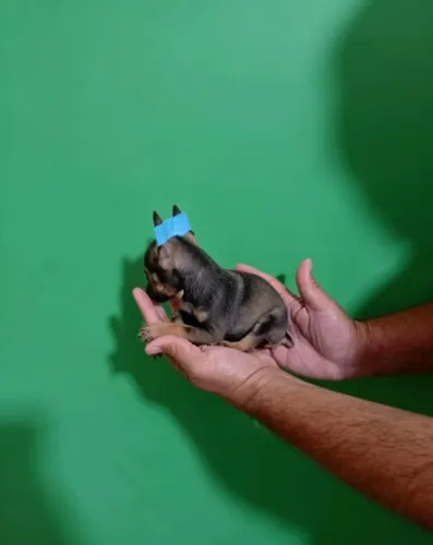 Amigo de Quatro Patas