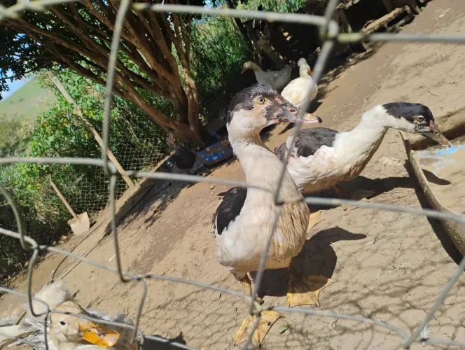 Patos