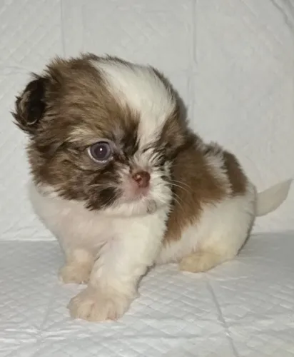 Shih Tzu Macho