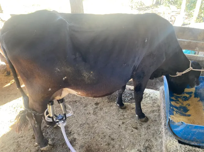 Vaca parida