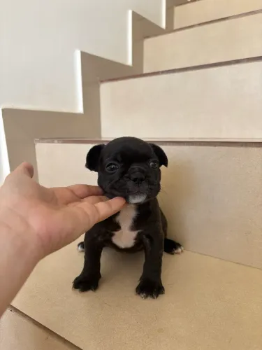 BULDOGUE FRANCÊS PURO!