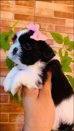 Filhotes de shihtzu até 12x