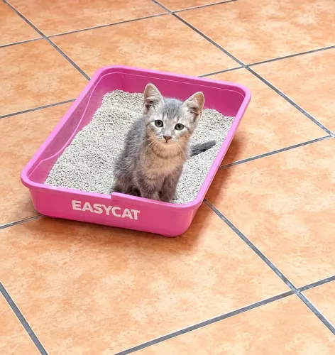 Adoção Gato