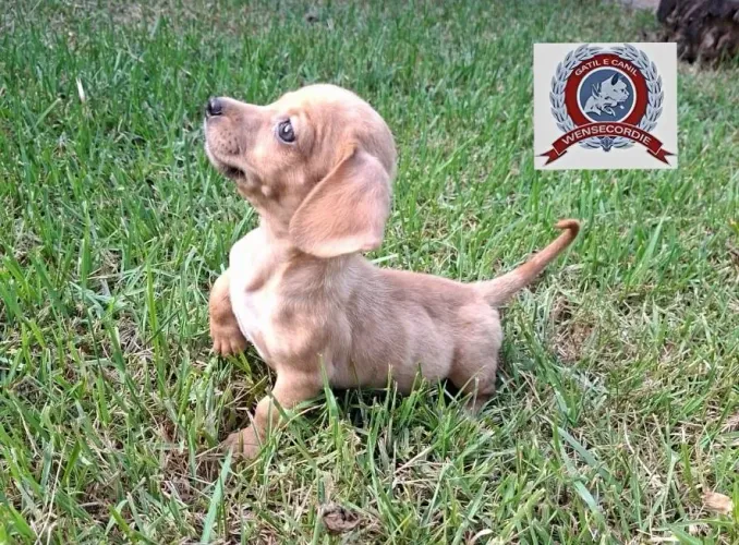 Lindo filhote Dachshund fêmea 