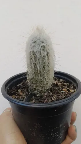 Cacto cabeça de velho