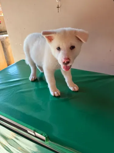 Filhote Akita Inu Macho