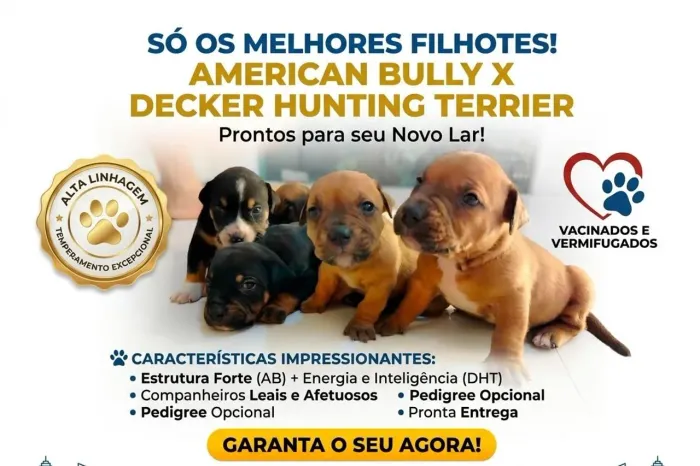 Filhote America Bully e Decker huntig terrier 