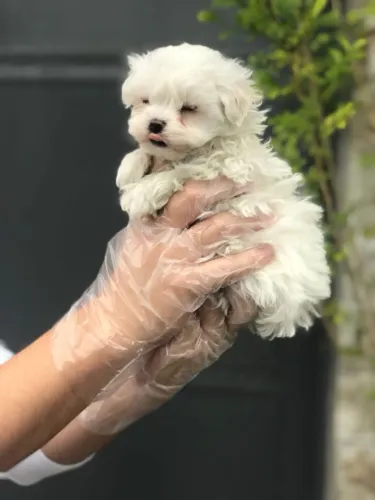 Filhote de Maltês Para Quem Quer Muito Carinho e Companheirismo