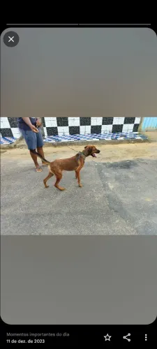 Doa se um cachorro com dois anos de idade 