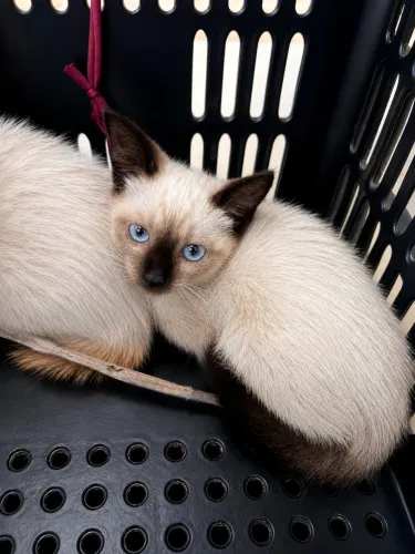 Duação de gatos
