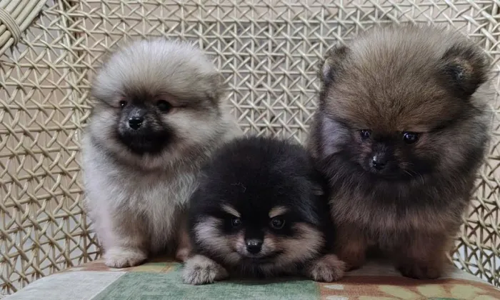 Spitz alemão anão meninos 2200