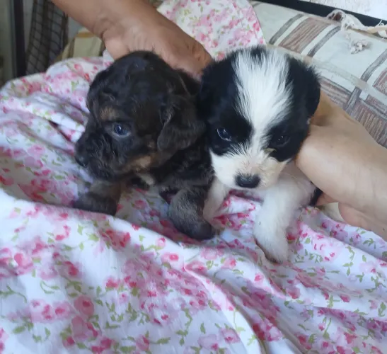 Poodle 45 dias