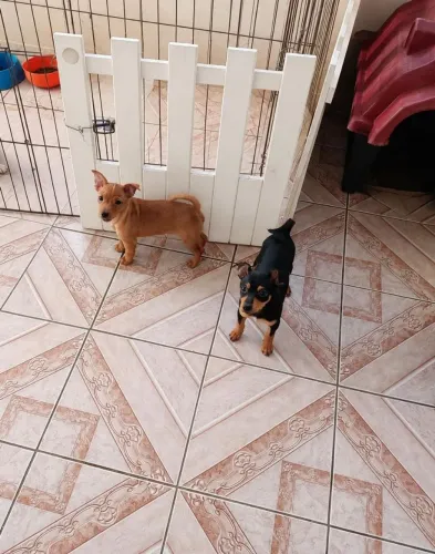 Filhotes de pinscher macho