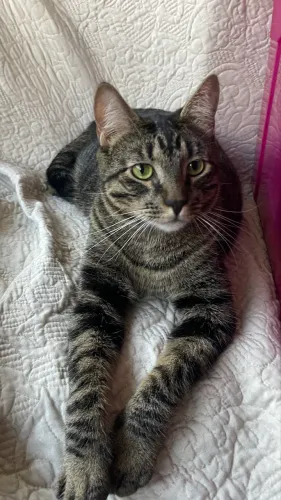 Gato castrado vacinado e negativo fiv e felv