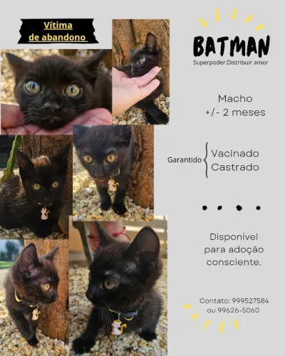 Doação de Gato