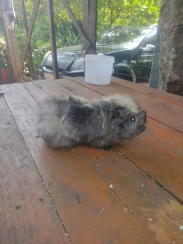 Porquinho da índia peruano 100 real