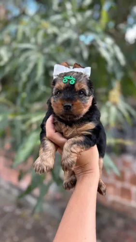 Yorkshire macho MINI