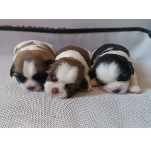 Filhotes de Shih Tzu