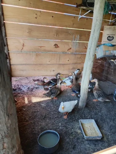 Lote de Marrecos Jovens