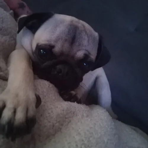 Pug femea