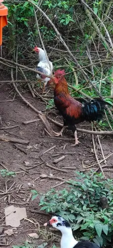 Galo caipira adulto, Novo, espora com uns 3cm