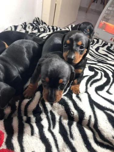 dachshund arlequim