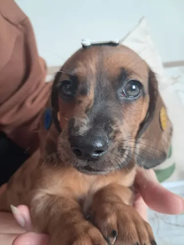 Filhotes de basset salsichinha