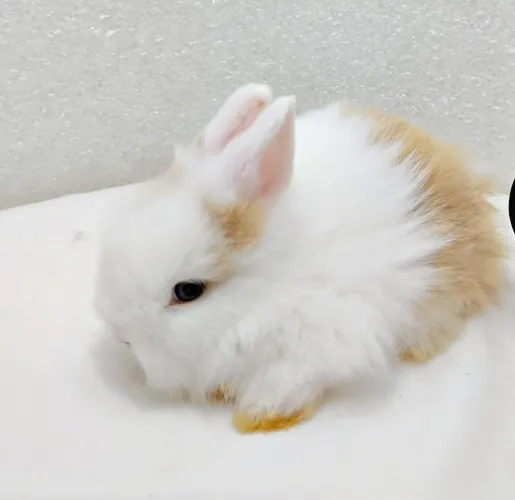 Mini Coelhos Mini Lion Head