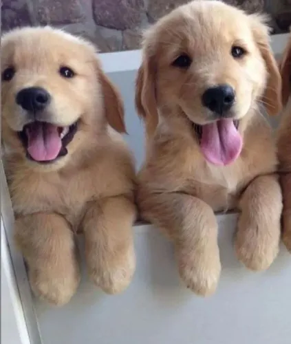 CASAL DE GOLDEN RETRIEVER