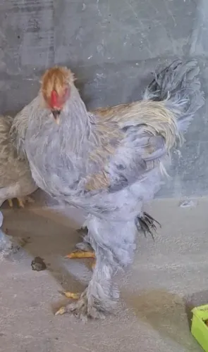 Frango brahma isabele