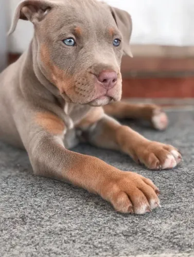 Pitbull - Um Novo Companheiro Cheio De Energia 