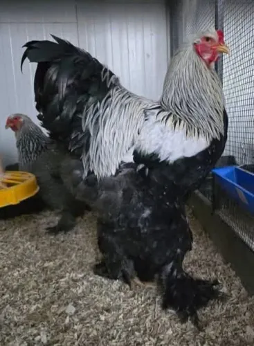 Ovos galado de galinha Bhama 
