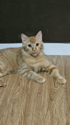 Doação de gato fêmea laranja