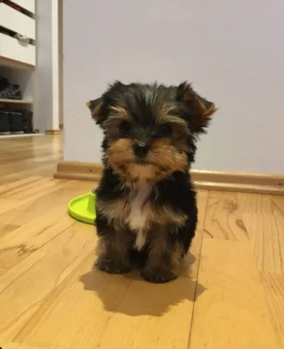 Yorkshire Esse cachorro vai fazer seu filho sorrir todos os dias