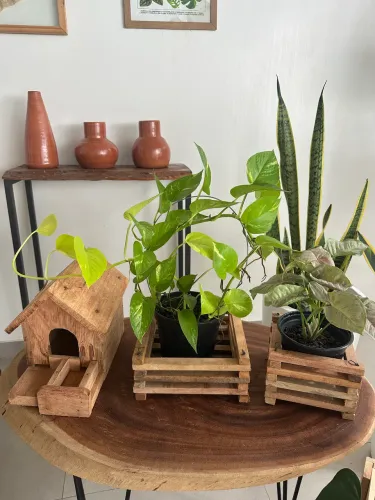 Plantas