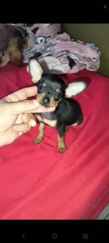 Pinscher zerinho macho