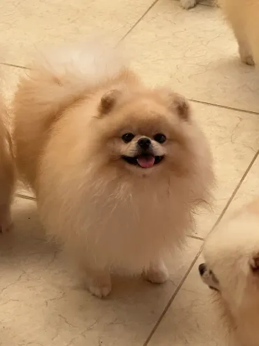 Padreador spitz alemão 