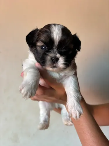 Vende-se Shitzu, todos machos