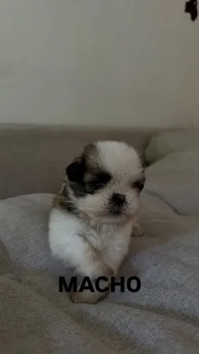 Filhotes de Shih tzu