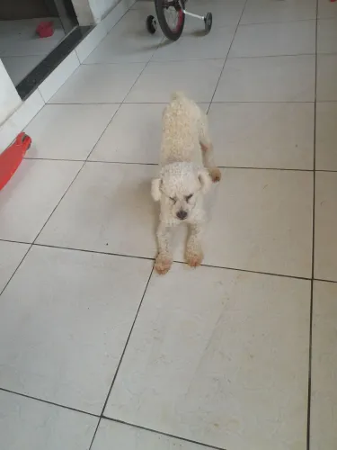 Vende se um cachorrinho maltês