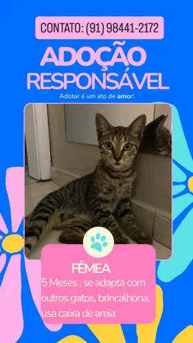 GATA FÊMEA ADOÇÃO RESPONSÁVEL 