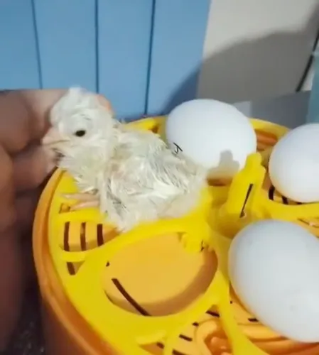 Vendo uma mini chocadeira ou troco