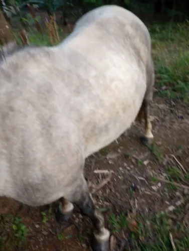 Vendo pequira top de charrete égua