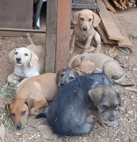 Doação filhote de cachorro 