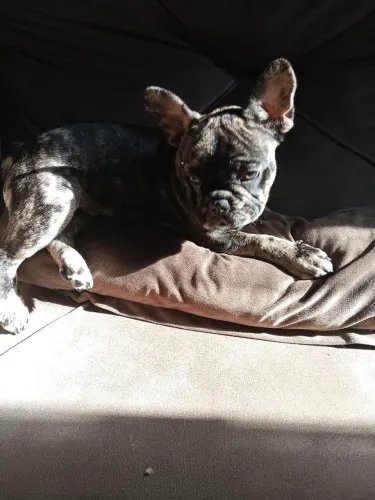 Bulldog francês macho