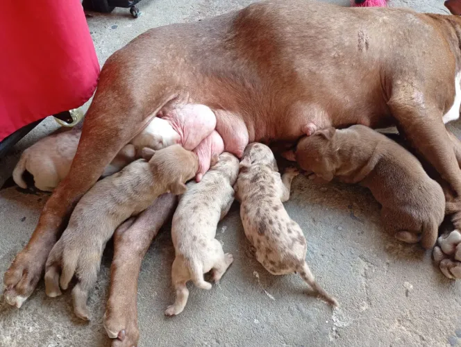 Filhote de American Bully com pit monster