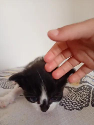 doação de gato de raça