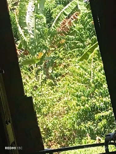 Na em vasão