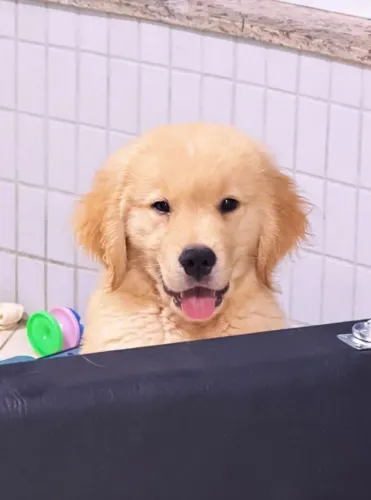 Filhotes Golden Retriever Entregamos
