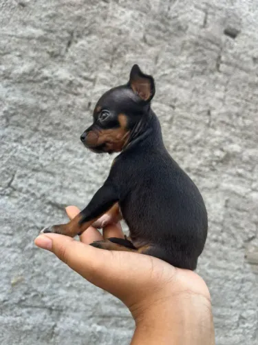 Pinscher mini pais abaixo de 20 cm de altura machinho